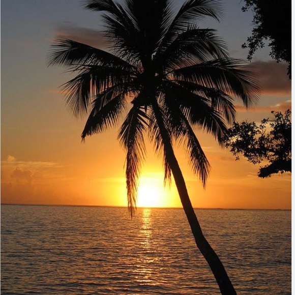 Meet your Posher, Leo - Picture 1 of 1